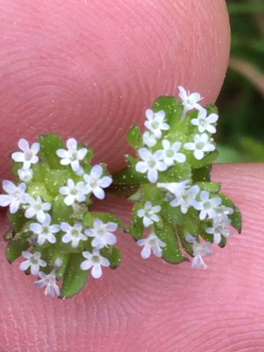 Feldsalat — Bild 2