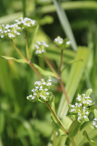 Feldsalat — Bild 5