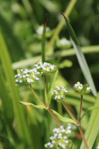 Feldsalat — Bild 4