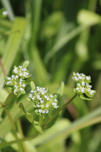 Feldsalat — Bild 3