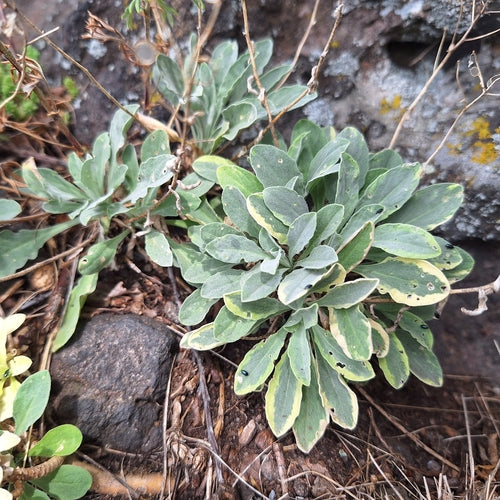 Felsen-Steinkraut — Bild 3