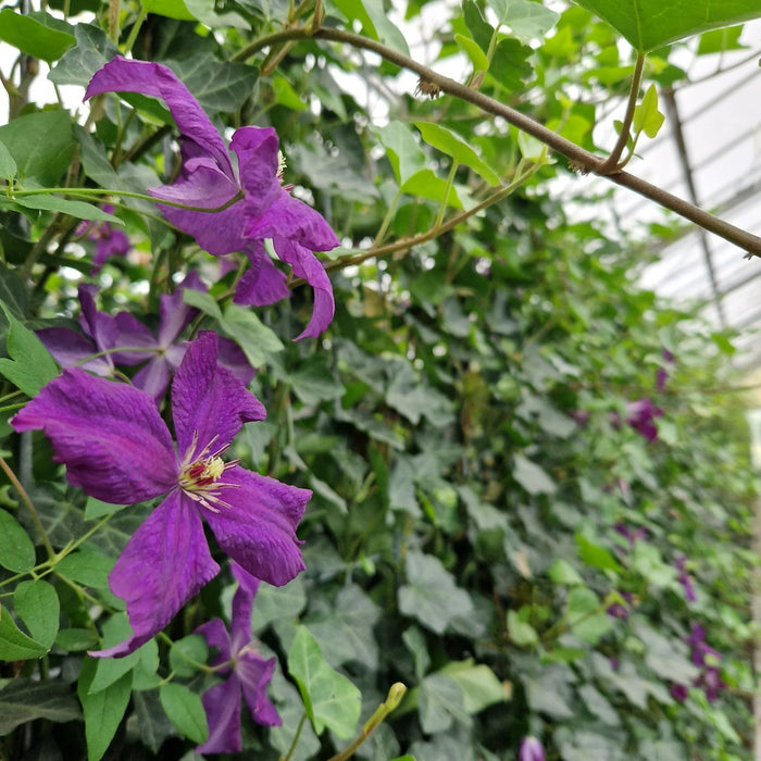 Fertighecke Efeu mit Clematis – Efeu mit Clematis im Detail bzw. im Garten