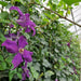 Fertighecke Efeu mit Clematis – Efeu mit Clematis im Detail bzw. im Garten