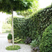 Fertighecke Efeu 'Woerneri' – Efeu 'Woerneri' im Detail bzw. im Garten