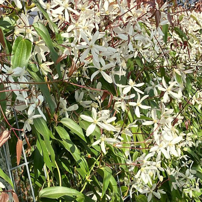 Fertighecke Immergrüne Clematis 'Snow Drift' – Immergrüne Clematis 'Snow Drift' im Detail bzw. im Garten