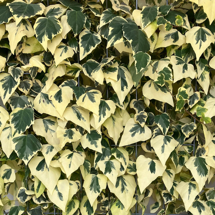 Fertighecke Kaukasus-Efeu 'Dentata Variegata' – Kaukasus-Efeu 'Dentata Variegata' im Detail bzw. im Garten