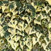 Fertighecke Kaukasus-Efeu 'Dentata Variegata' – Kaukasus-Efeu 'Dentata Variegata' im Detail bzw. im Garten