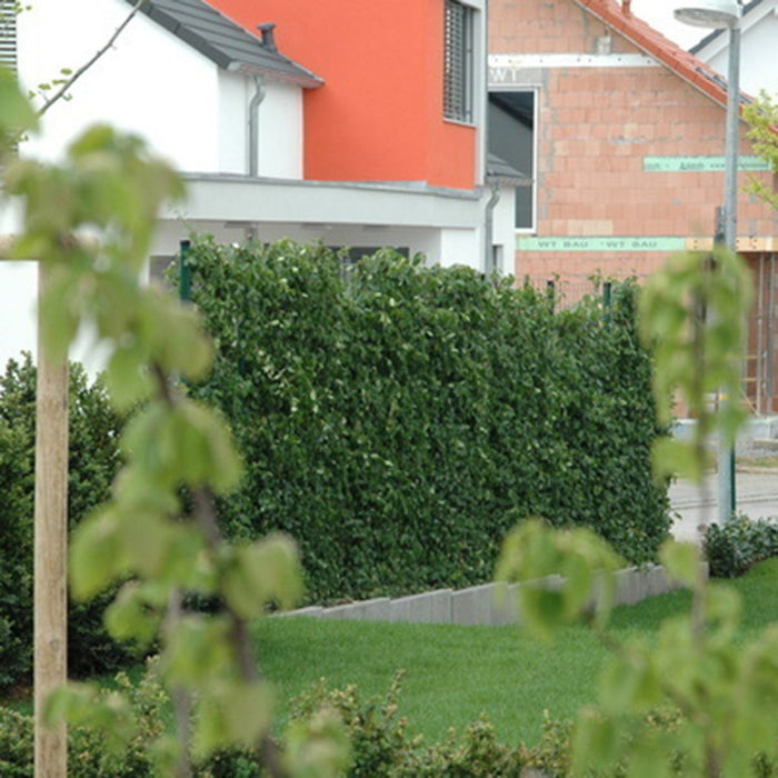 Fertighecke Kriechspindel 'Coloratus' – Kriechspindel 'Coloratus' im Detail bzw. im Garten