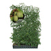 Fertighecke Mini-Kiwi 'Geneva' – Höhe 180 cm, freigestellt