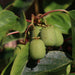 Fertighecke Mini-Kiwi 'Geneva' – Mini-Kiwi 'Geneva' im Detail bzw. im Garten