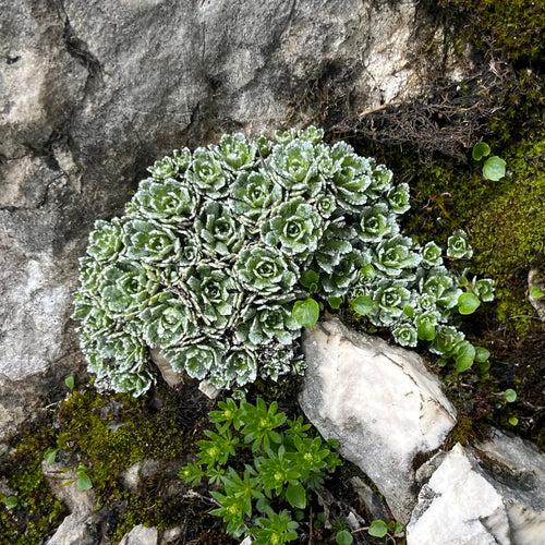 Fetthennen-Steinbrech — Bild 4