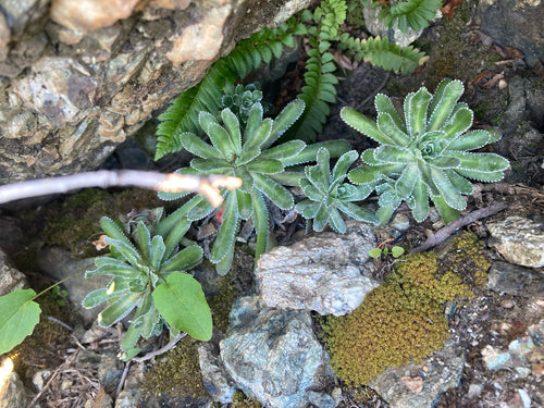 Fetthennen-Steinbrech — Bild 3