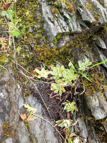 Fetthennen-Steinbrech — Bild 2