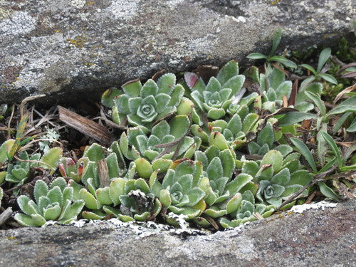 Fetthennen-Steinbrech — Bild 5