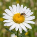 Blüte von Fettwiesen-Margerite (Leucanthemum ircutianum) in Nahaufnahme (KI-generiert)