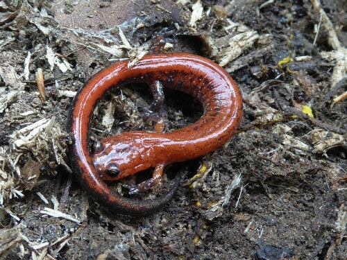 Feuersalamander — Bild 4