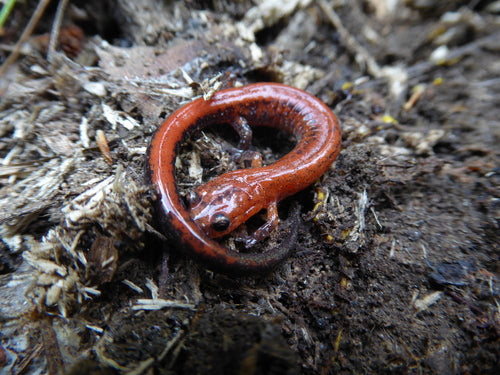 Feuersalamander — Bild 5