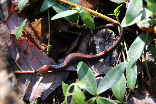 Feuersalamander — Bild 3