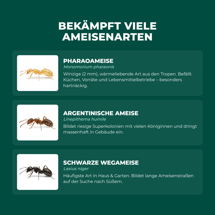 Bekämpft viele Ameisenarten – Pharaoameise, Argentinische Ameise, Schwarze Wegameise | finicon Avantgarde Ameisenködergel