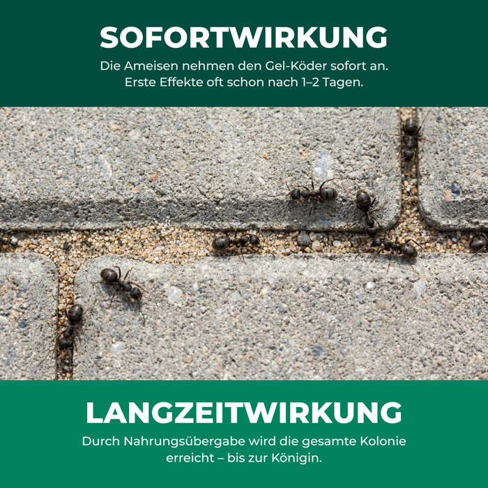 Sofort- & Langzeitwirkung bis zur Königin | finicon Avantgarde Ameisenködergel