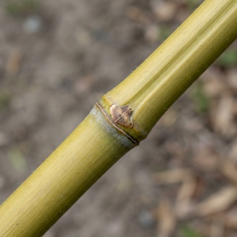 Flachrohrbambus