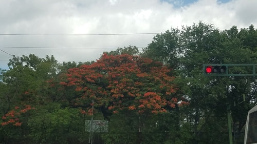 Flammenbaum — Bild 1 von 8