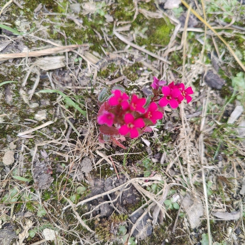 Flammendes Käthchen — Bild 2