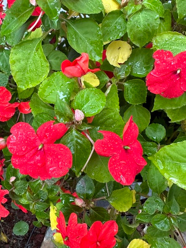 Fleissiges Lieschen — Bild 5 von 48
