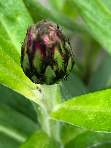 Flockenblume — Bild 5