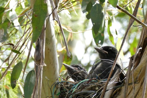 Flötenvogel — Bild 5 von 8