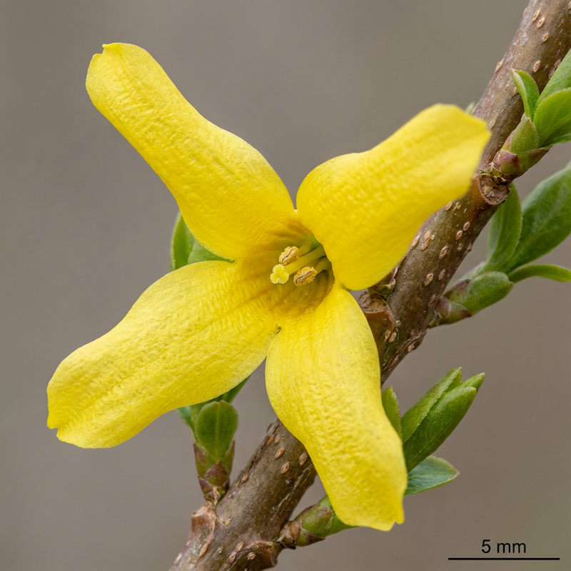 Forsythie
