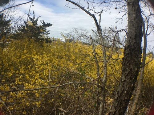 Forsythie — Bild 3