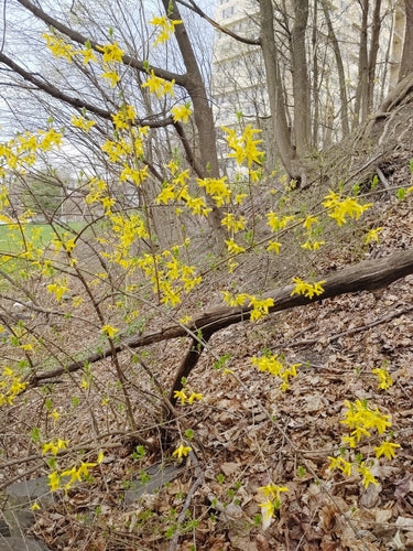 Forsythie — Bild 4
