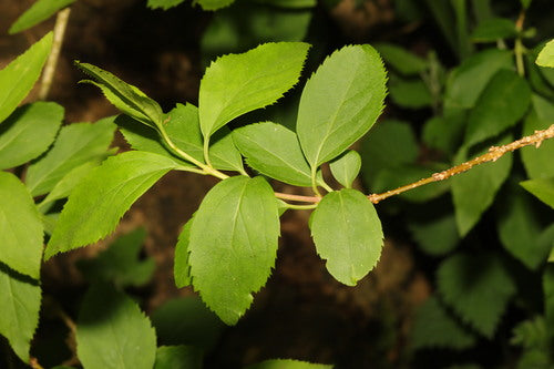 Forsythie — Bild 2