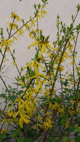 Forsythie — Bild 5