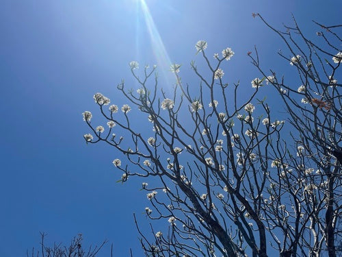 Frangipani — Bild 5