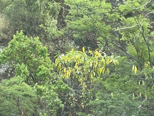 Frangipani — Bild 2