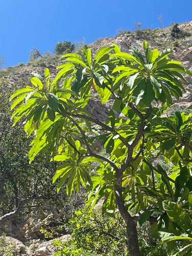 Frangipani — Bild 1
