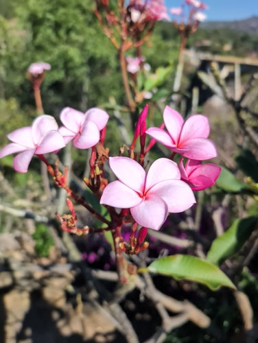 Frangipani — Bild 4