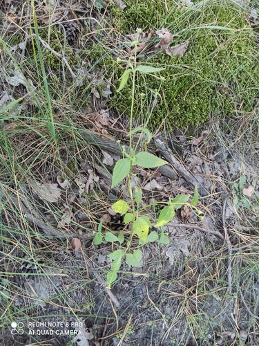 Franzosenkraut — Bild 5