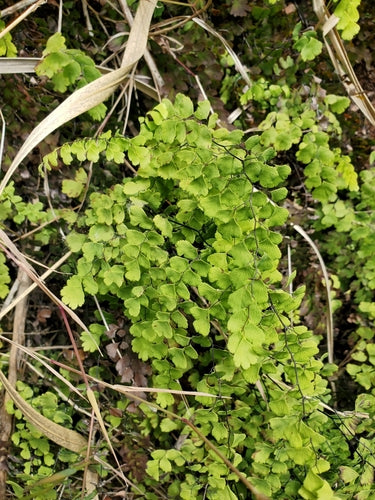 Frauenhaarfarn — Bild 2