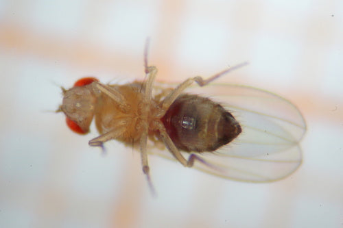 Fruchtfliege — Bild 4