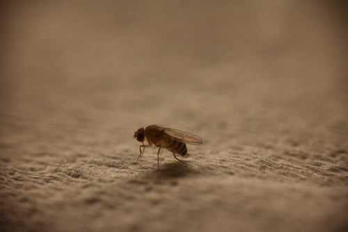 Fruchtfliege — Bild 4 von 53