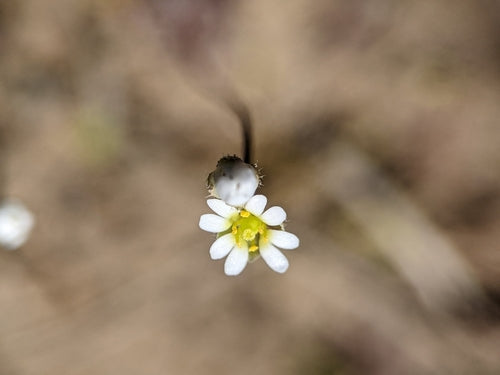 Frühlings-Hungerblümchen — Bild 5 von 10