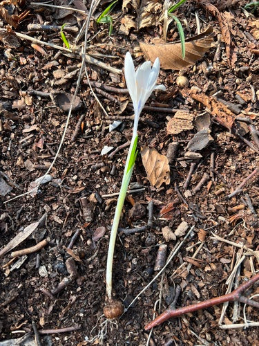 Frühlings-Krokus — Bild 5 von 10