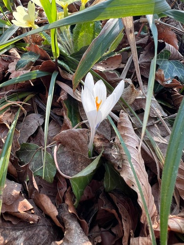 Frühlings-Krokus — Bild 4 von 10
