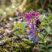 Blüte von Frühlings-Platterbse (Lathyrus vernus) in Nahaufnahme (KI-generiert)