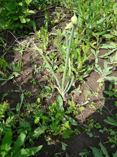 Fruehlingszwiebeln — Bild 3