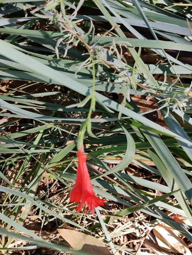 Fuchsie — Bild 5 von 12