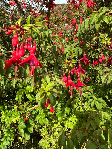 Fuchsien — Bild 5